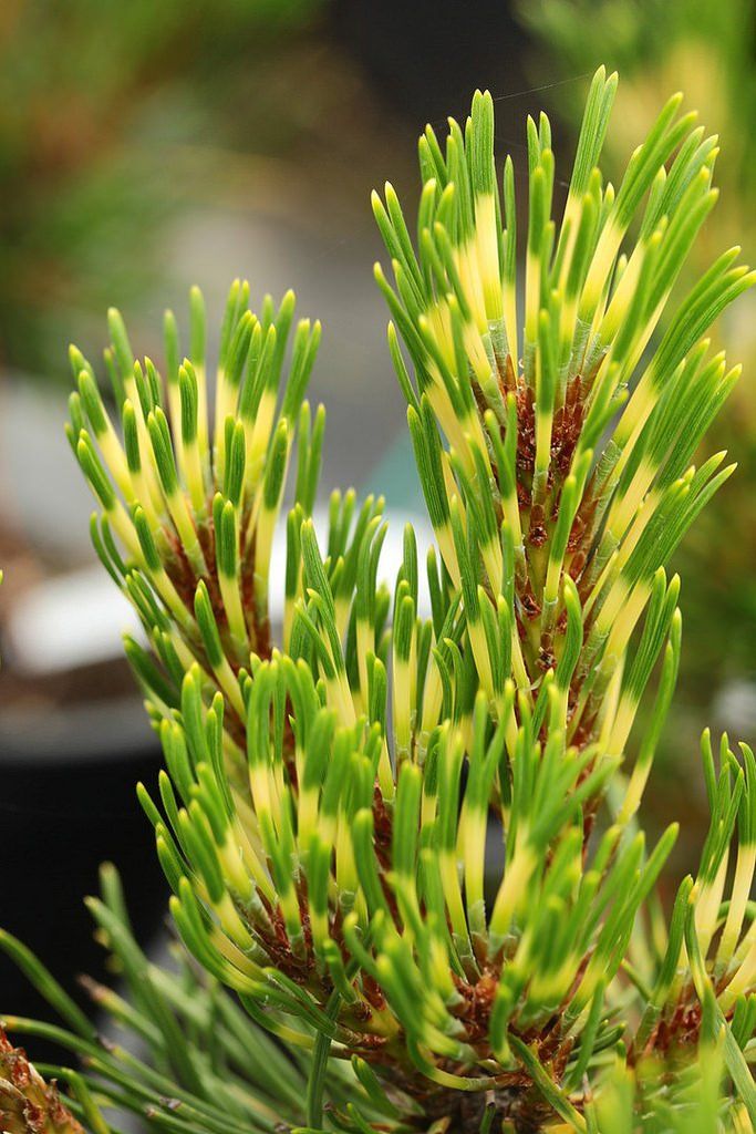 Pinus mugo 'Sunshine' ( Sosna kosodrzewina 'Sunshine')