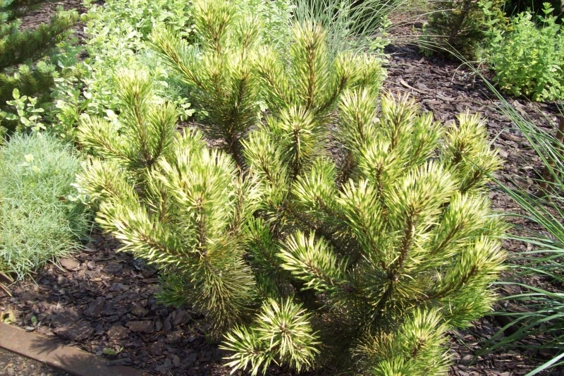 Pinus mugo 'Sunshine' ( Sosna kosodrzewina 'Sunshine')