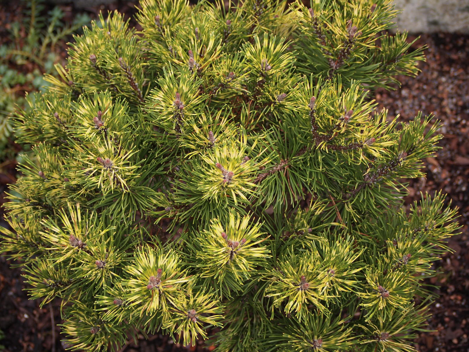 Pinus mugo 'Sunshine' ( Sosna kosodrzewina 'Sunshine')