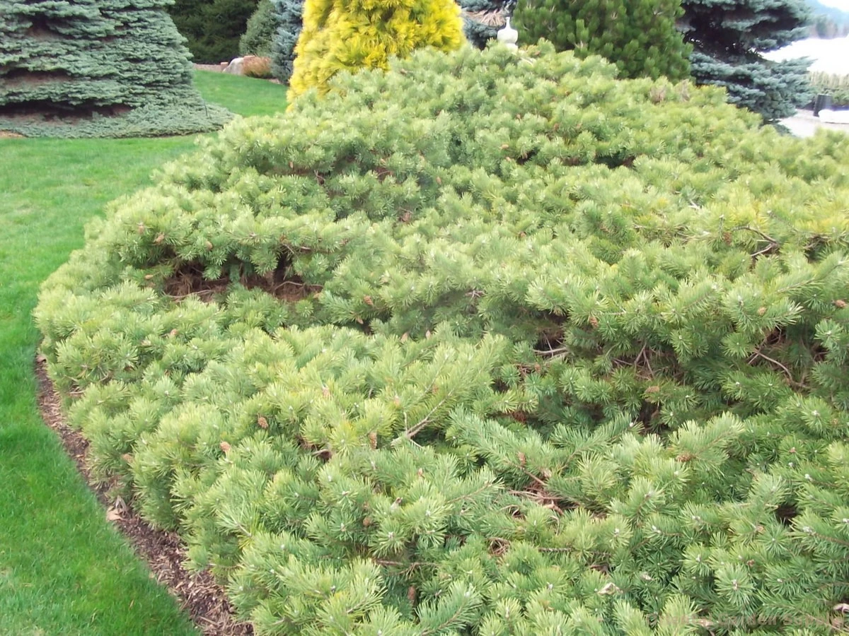 Pinus sylvestris 'Hillside Creeper' (Sosna pospolita 'Hillside Creeper')