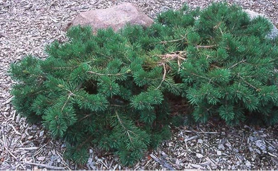 Pinus sylvestris 'Hillside Creeper' (Sosna pospolita 'Hillside Creeper')