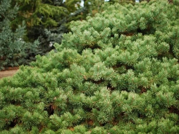 Pinus sylvestris 'Hillside Creeper' (Sosna pospolita 'Hillside Creeper')
