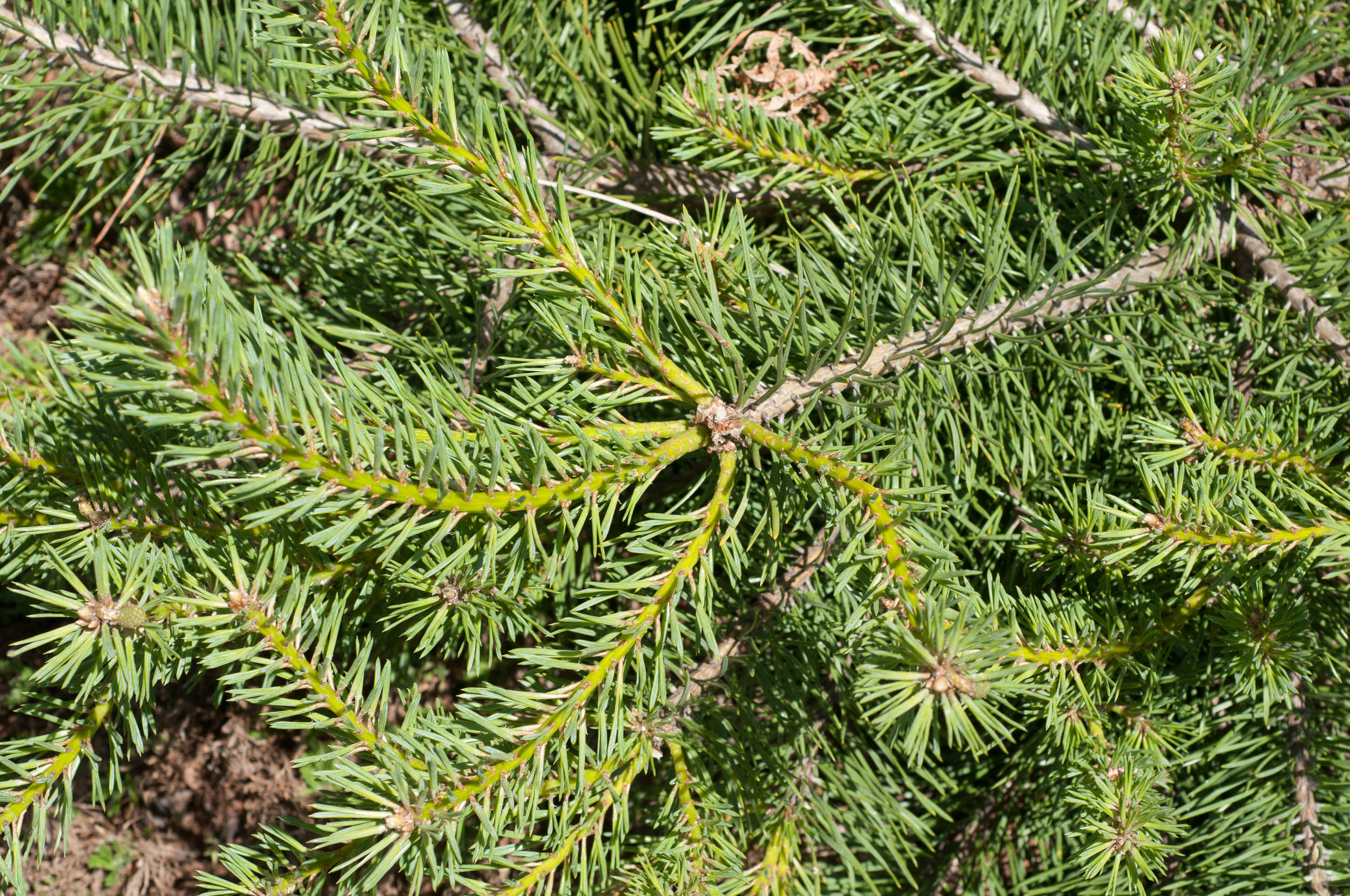 Pinus sylvestris 'Hillside Creeper' (Sosna pospolita 'Hillside Creeper')