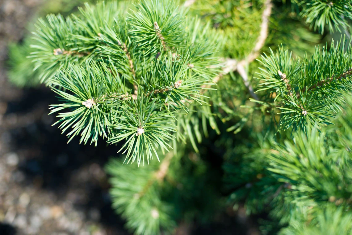Pinus sylvestris 'Hillside Creeper' (Sosna pospolita 'Hillside Creeper')