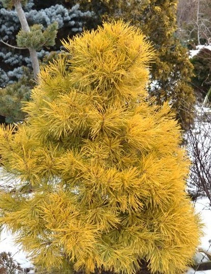 Pinus sylvestris 'Wintergold' (Sosna pospolita 'Wintergold')