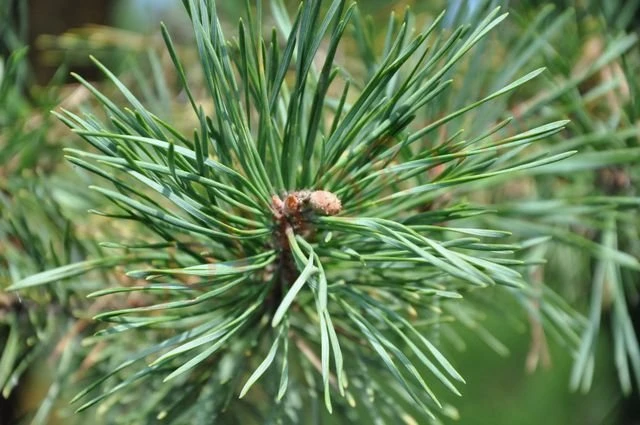 Pinus sylvestris 'Wintergold' (Sosna pospolita 'Wintergold')