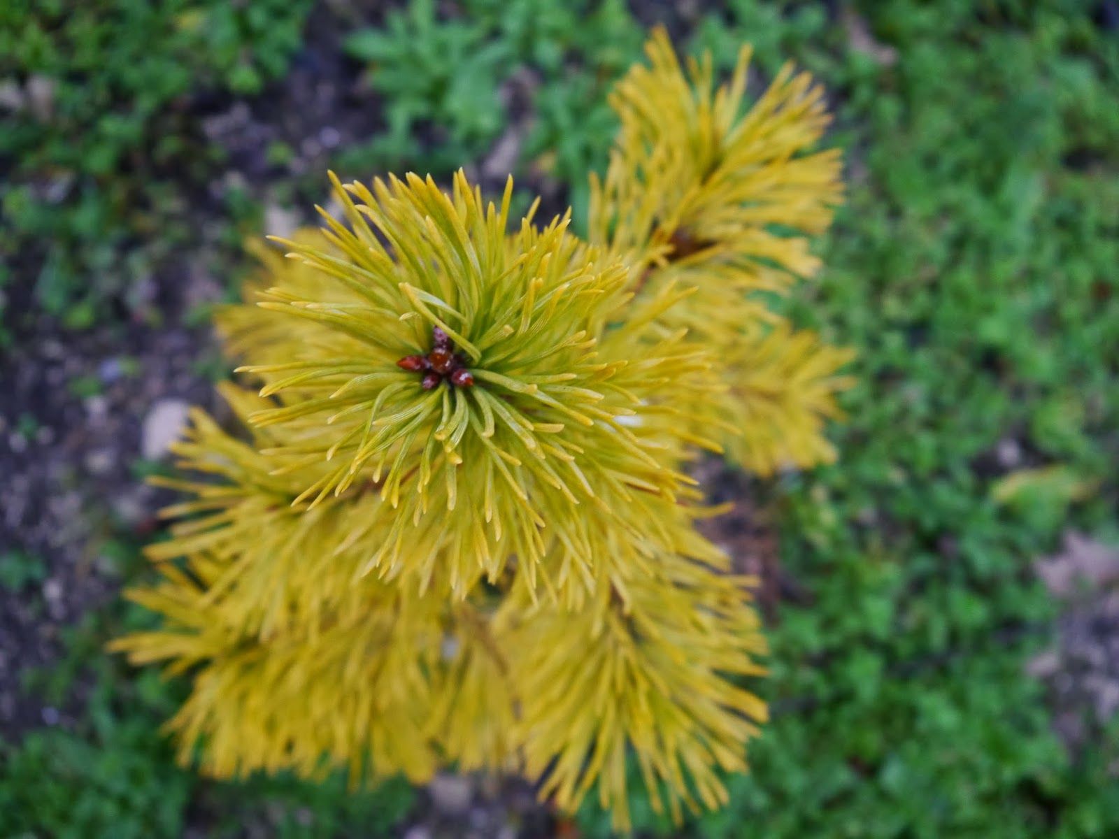Pinus sylvestris 'Wintergold' (Sosna pospolita 'Wintergold')