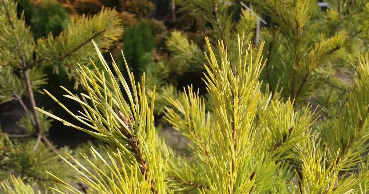 Pinus sylvestris 'Wintergold' (Sosna pospolita 'Wintergold')