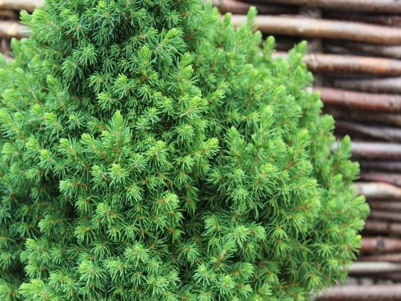 Picea glauca 'Alberta Globe' (Świerk biały 'Alberta Globe')