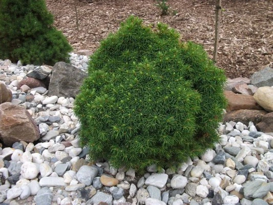Picea glauca 'Alberta Globe' (Świerk biały 'Alberta Globe')