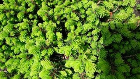 Picea glauca 'Alberta Globe' (Świerk biały 'Alberta Globe')