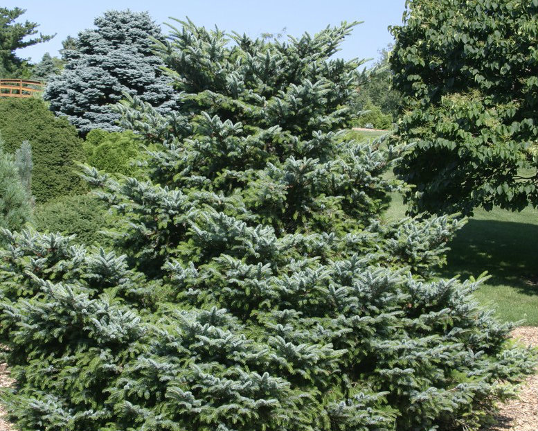 Picea bicolor (Świerk bicolor)