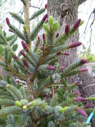 Picea bicolor (Świerk bicolor)