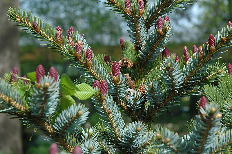 Picea bicolor (Świerk bicolor)