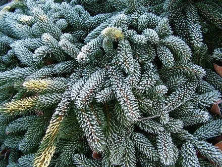 Picea bicolor (Świerk bicolor)