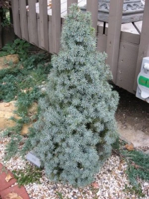 Picea conica 'Blue Wonder' (Świerk conica 'Blue Wonder')