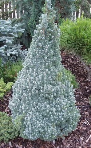 Picea conica 'Blue Wonder' (Świerk conica 'Blue Wonder')