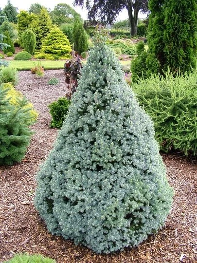 Picea conica 'Blue Wonder' (Świerk conica 'Blue Wonder')