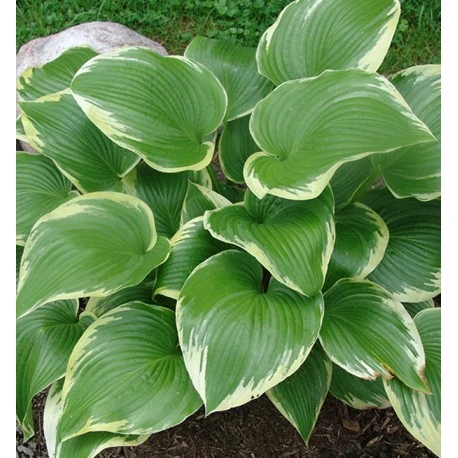 Hosta 'Memories of Dorothy' (Funkia 'Memories of Dorothy')