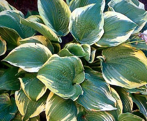 Hosta 'Memories of Dorothy' (Funkia 'Memories of Dorothy')