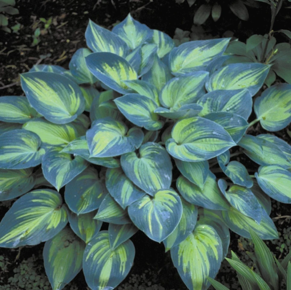 Hosta 'June' (Funkia 'June')