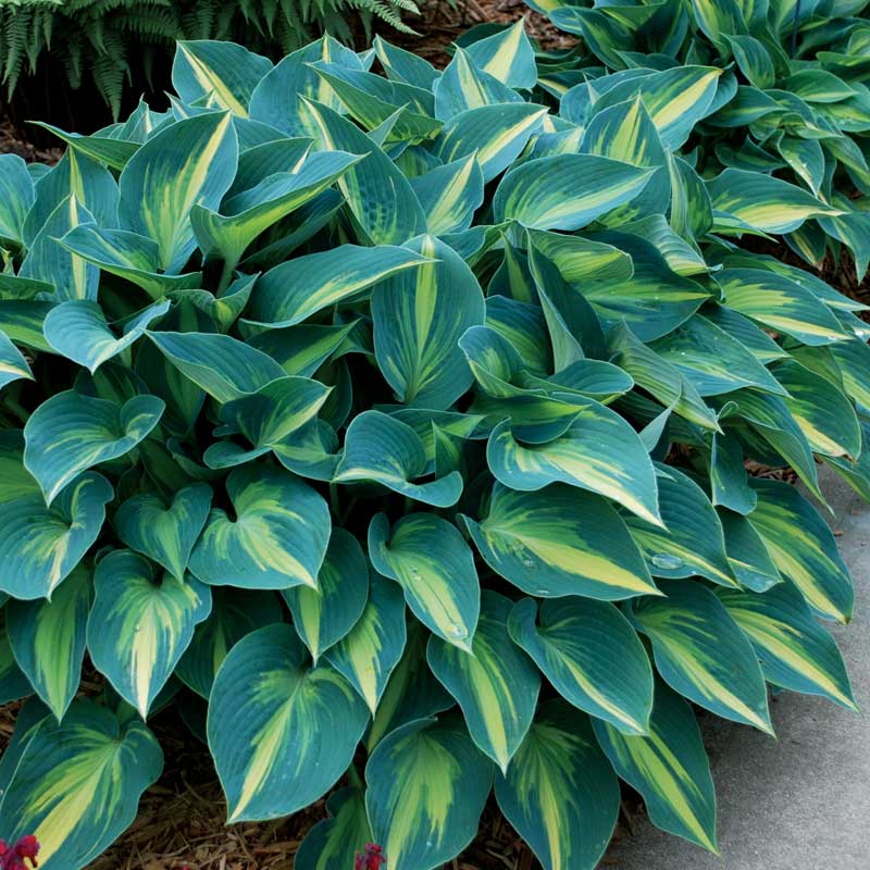 Hosta 'June' (Funkia 'June')