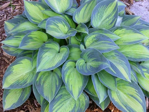 Hosta 'June' (Funkia 'June')