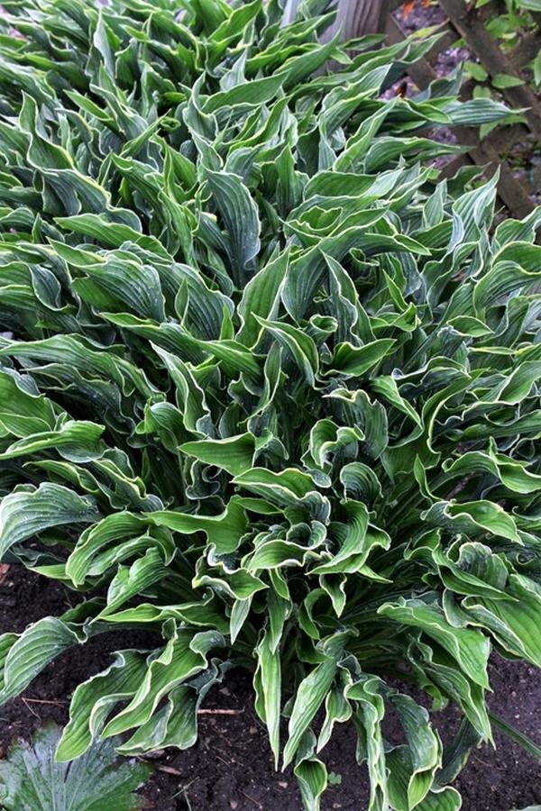 Hosta 'Praying Hands' (Funkia 'Praying Hands')