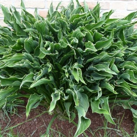 Hosta 'Praying Hands' (Funkia 'Praying Hands')