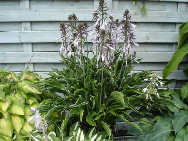 Hosta 'Praying Hands' (Funkia 'Praying Hands')