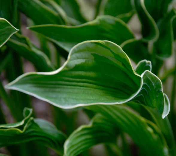 Hosta 'Praying Hands' (Funkia 'Praying Hands')
