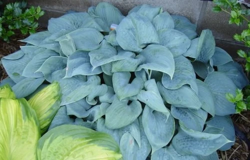 Hosta 'Fragrant Blue' (Funkia 'Fragrant Blue')