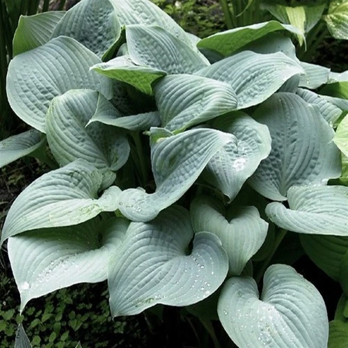 Hosta 'Fragrant Blue' (Funkia 'Fragrant Blue')