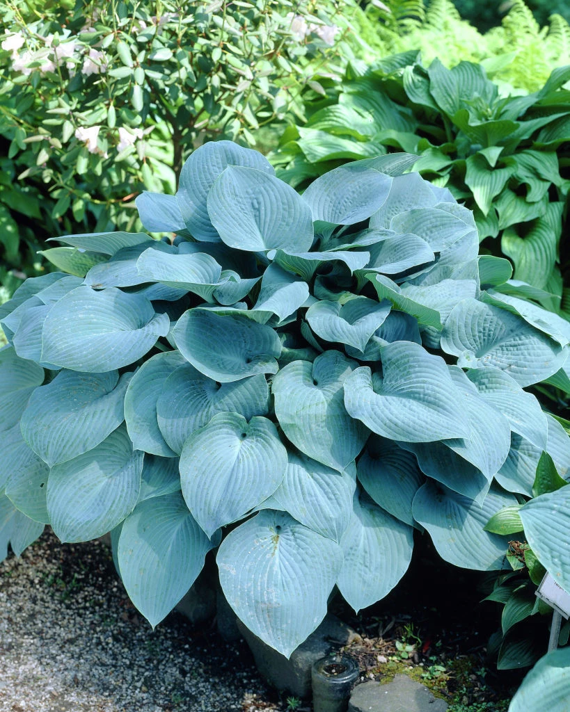 Hosta 'Fragrant Blue' (Funkia 'Fragrant Blue')