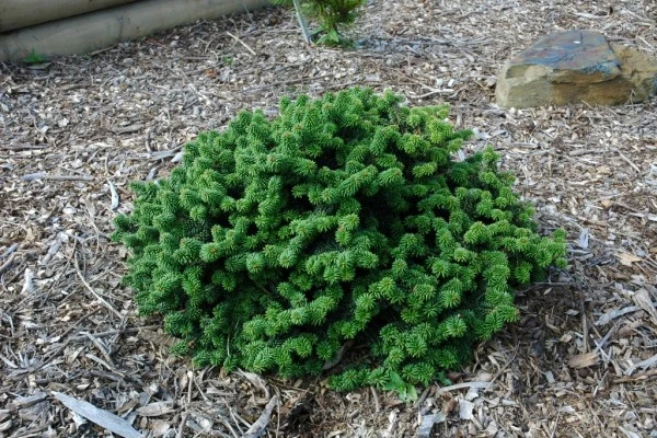 Abies balsamea 'Piccolo' (Jodła balsamiczna 'Piccolo')