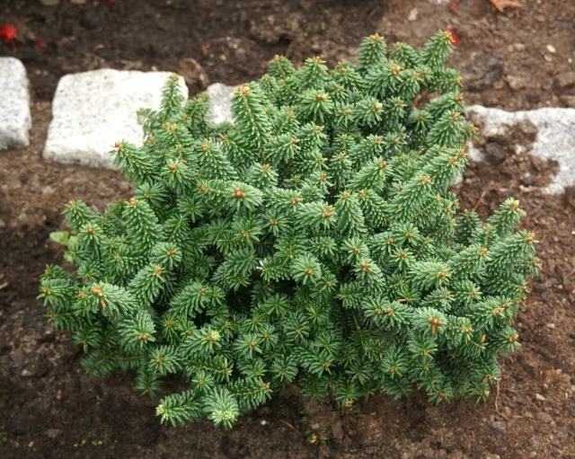 Abies balsamea 'Piccolo' (Jodła balsamiczna 'Piccolo')