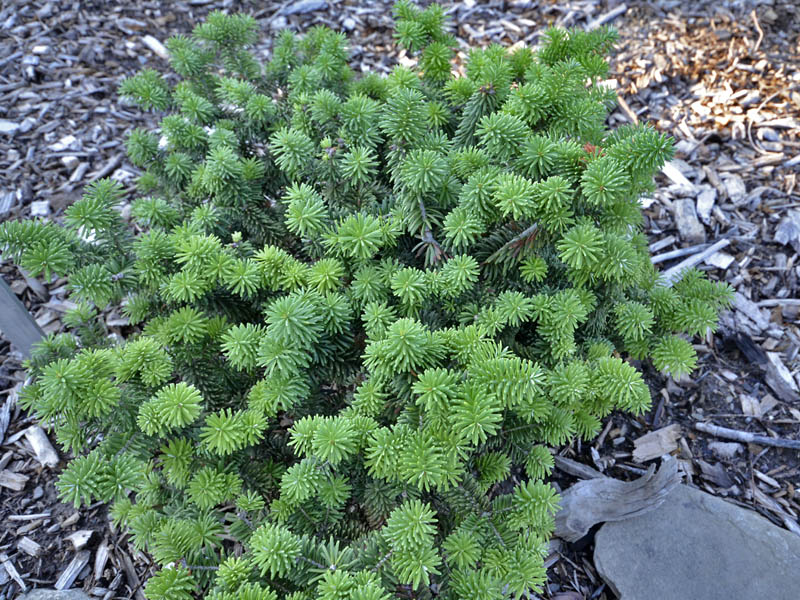 Abies balsamea 'Piccolo' (Jodła balsamiczna 'Piccolo')