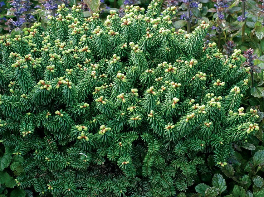 Abies balsamea 'Piccolo' (Jodła balsamiczna 'Piccolo')