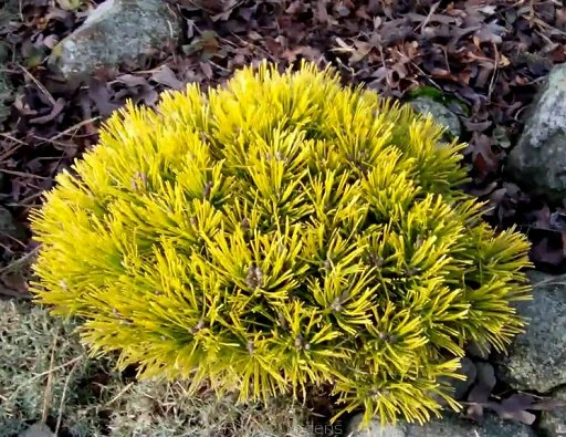 Pinus mugo 'Winter Gold' (Sosna kosodrzewina 'Winter Gold')