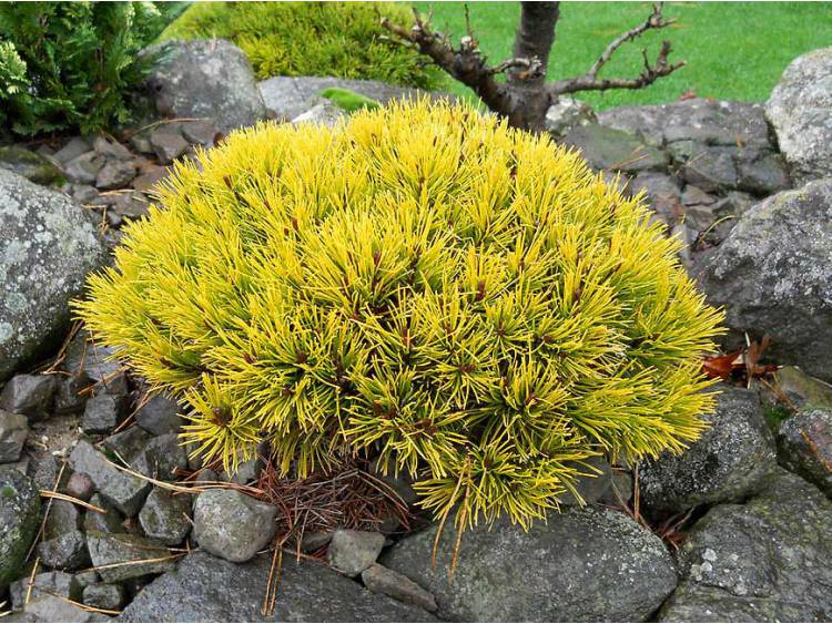 Pinus mugo 'Winter Gold' (Sosna kosodrzewina 'Winter Gold')