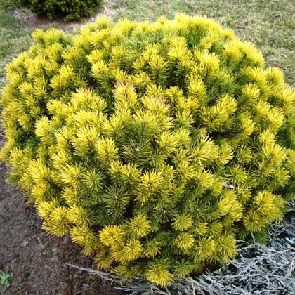 Pinus mugo 'Winter Gold' (Sosna kosodrzewina 'Winter Gold')
