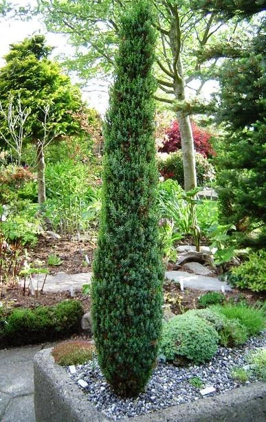 Juniperus communis 'Arnold' (Jałowiec pospolity 'Arnold')