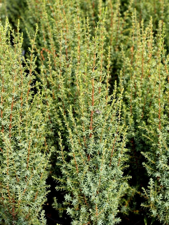 Juniperus communis 'Arnold' (Jałowiec pospolity 'Arnold')