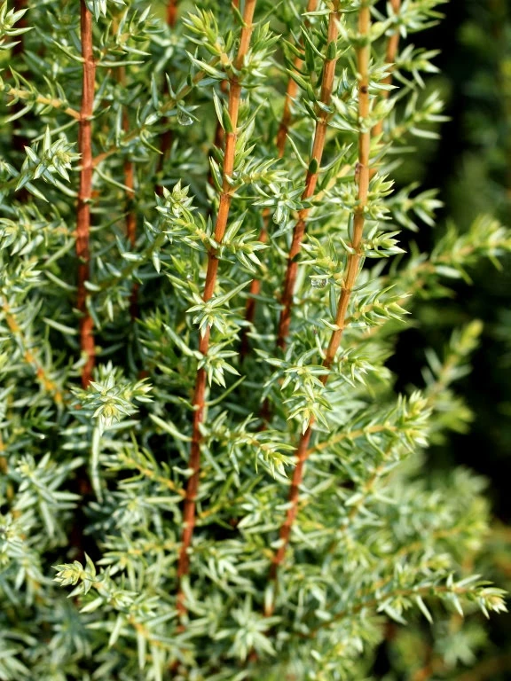 Juniperus communis 'Arnold' (Jałowiec pospolity 'Arnold')