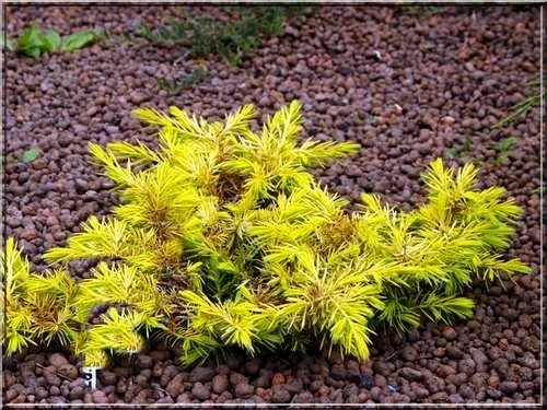 Juniperus conferta 'Allgold' (Jałowiec nadbrzeżny 'Allgold')