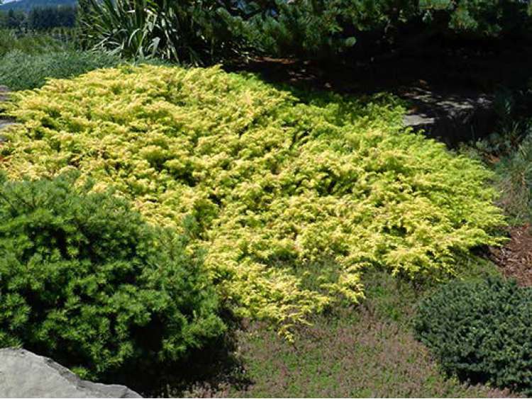 Juniperus conferta 'Allgold' (Jałowiec nadbrzeżny 'Allgold')