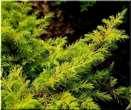Juniperus conferta 'Allgold' (Jałowiec nadbrzeżny 'Allgold')