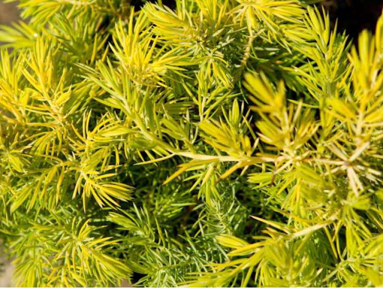 Juniperus conferta 'Allgold' (Jałowiec nadbrzeżny 'Allgold')