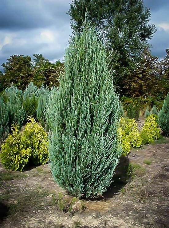 Juniperus conferta 'Allgold' (Jałowiec nadbrzeżny 'Allgold')