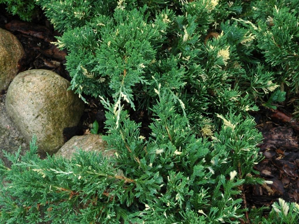 Juniperus chinensis 'Expansa Variegata' (Jałowiec chiński 'Expansa Variegata')
